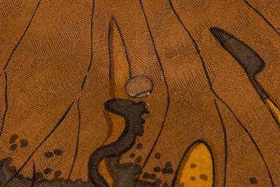 Edward Wormley Edward Wormley for Dunbar Big Texan Brown Leaf Pattern Upholstered Armchair