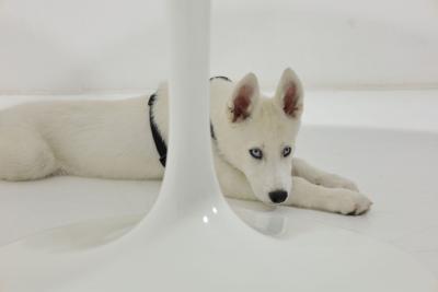 Eero Saarinen Eero Saarinen for Knoll Tulip Table