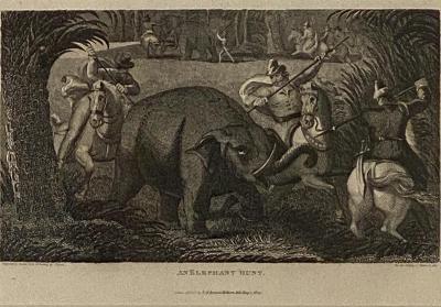 Elephant Capture Engraving England Circa 1820