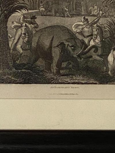 Elephant Capture Engraving England Circa 1820