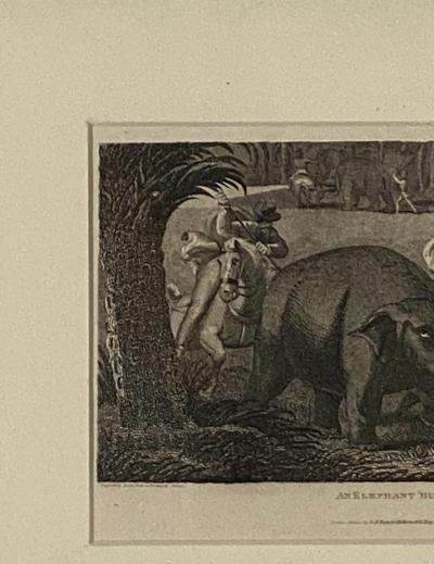 Elephant Capture Engraving England Circa 1820