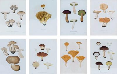 Elias Magnus Fries 19th Century Swedish Mushroom Prints