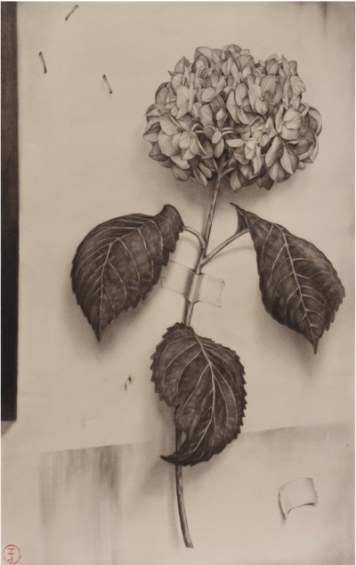 Emily Farish Hydrangea No 67 2025