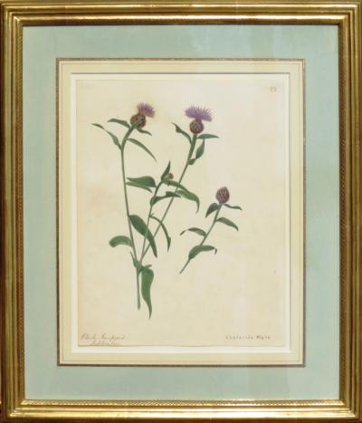 Emily Stackhouse Black Knapweed Centaurea Nigra