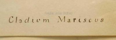 Emily Stackhouse Cladium Mariscus 