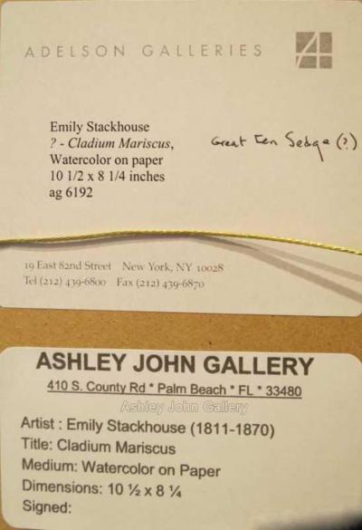 Emily Stackhouse Cladium Mariscus 