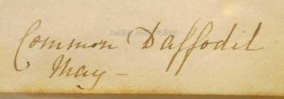 Emily Stackhouse Common Daffodil Narcissus Pseudo Narcissus 