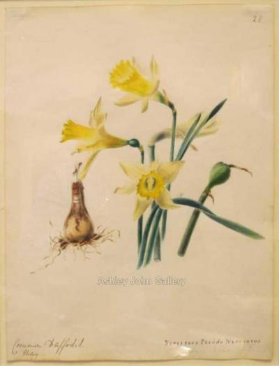 Emily Stackhouse Common Daffodil Narcissus Pseudo Narcissus 
