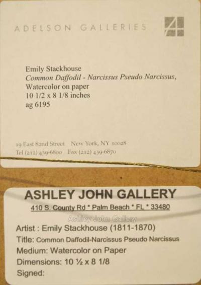 Emily Stackhouse Common Daffodil Narcissus Pseudo Narcissus 