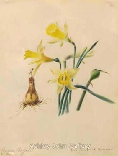 Emily Stackhouse Common Daffodil Narcissus Pseudo Narcissus 