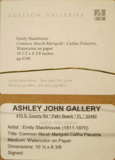 Emily Stackhouse Common Marsh Marigold Caltha Palustris 