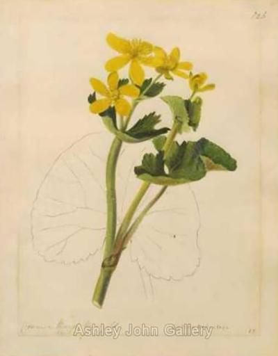 Emily Stackhouse Common Marsh Marigold Caltha Palustris 