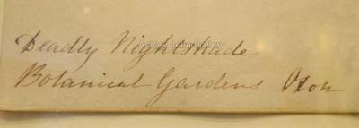 Emily Stackhouse Deadly Nightshade Atropa Belladonna 