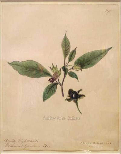 Emily Stackhouse Deadly Nightshade Atropa Belladonna 