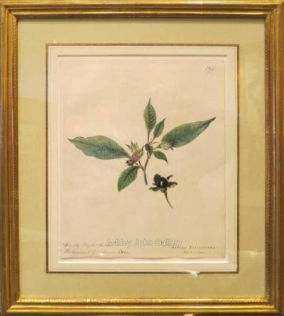 Emily Stackhouse Deadly Nightshade Atropa Belladonna 