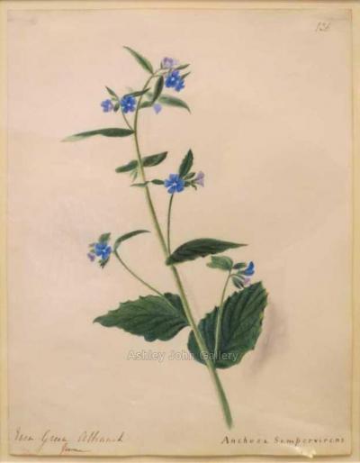 Emily Stackhouse Ever Green Alkanet Anchusa Sempervirens 