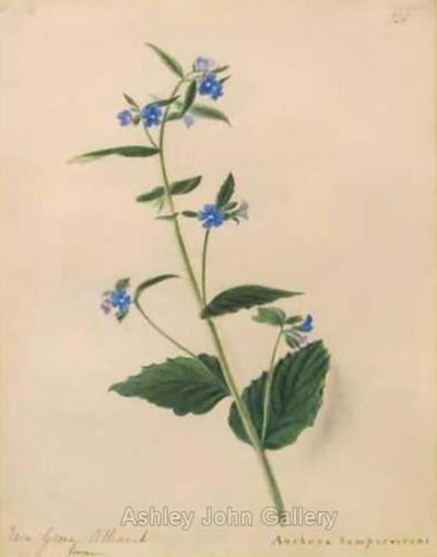 Emily Stackhouse Ever Green Alkanet Anchusa Sempervirens 