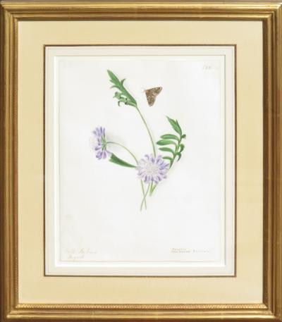 Emily Stackhouse Field Scabious Knautia Arvensis