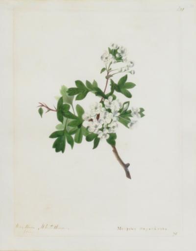 Emily Stackhouse Hawthorn Whitethorn Mespilus Oxycantha