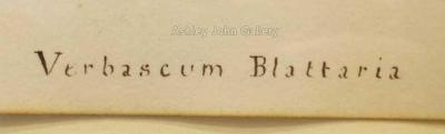Emily Stackhouse Moth Mullein Verbascum Blattaria 