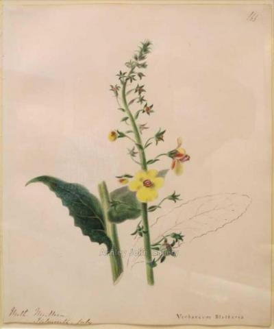 Emily Stackhouse Moth Mullein Verbascum Blattaria 