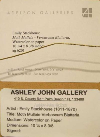 Emily Stackhouse Moth Mullein Verbascum Blattaria 