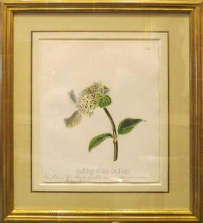 Emily Stackhouse Way faring Tree Viburnum Lantana 