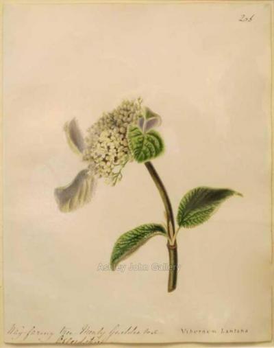 Emily Stackhouse Way faring Tree Viburnum Lantana 