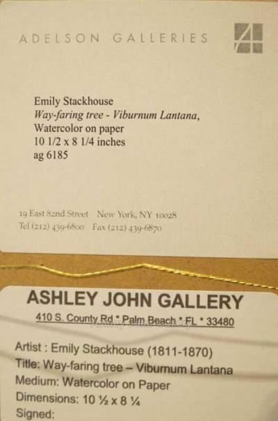 Emily Stackhouse Way faring Tree Viburnum Lantana 