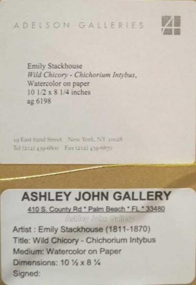 Emily Stackhouse Wild Chicory Chichorium Intybus 