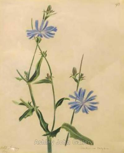 Emily Stackhouse Wild Chicory Chichorium Intybus 