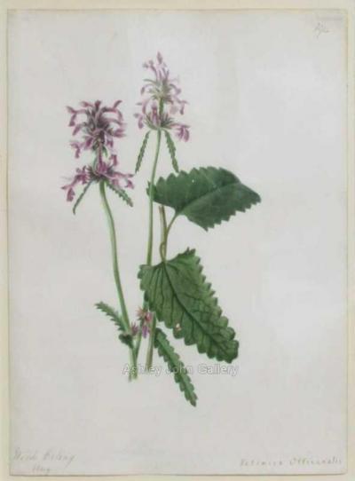 Emily Stackhouse Wood Betony Betonica Offianalis 