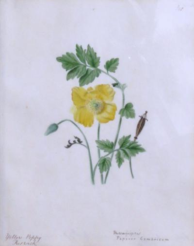 Emily Stackhouse Yellow Poppy Papaver Cambricum