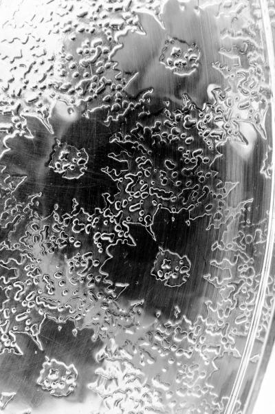 English Sheffield Silver Plated Barware Tableware Tray