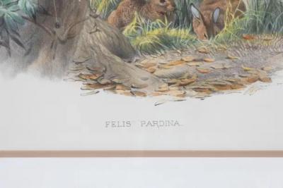English Victorian 19th Century Hand Colored Framed Lithograph of a Felis Pardina