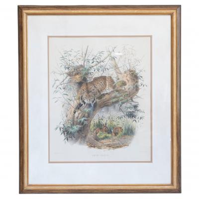 English Victorian 19th Century Hand Colored Framed Lithograph of a Felis Pardina