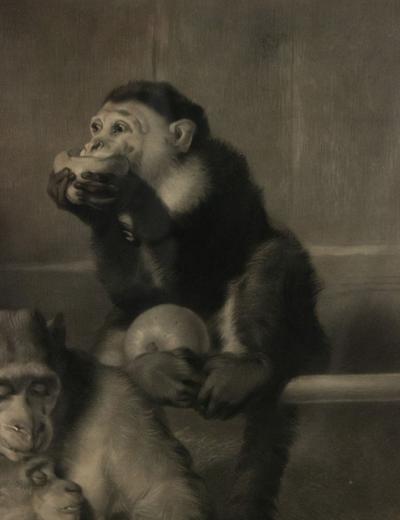 English Victorian Monkeys Lithograph