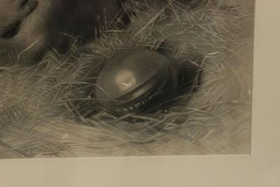 English Victorian Monkeys Lithograph