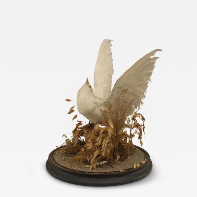 English Victorian White Dove Taxidermy