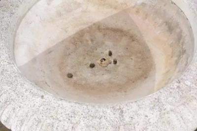 English Vintage 20th Century Cast Stone Fountain with Scoop and Foliage Motifs