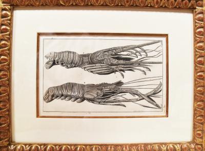 Engraved Maria Sybilla Merian G E RUMPHIUS Sea Life Prints Set of 6 