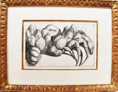 Engraved Maria Sybilla Merian G E RUMPHIUS Sea Life Prints Set of 6 