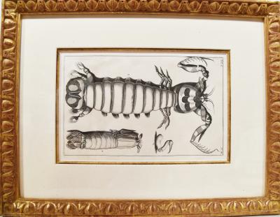 Engraved Maria Sybilla Merian G E RUMPHIUS Sea Life Prints Set of 6 