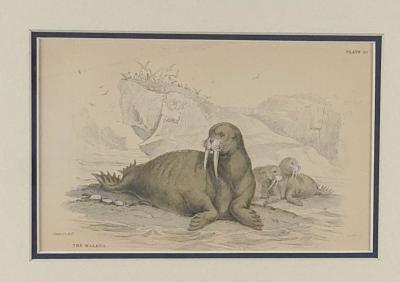 Engraving of a Walrus 19th century