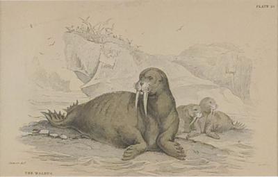 Engraving of a Walrus 19th century