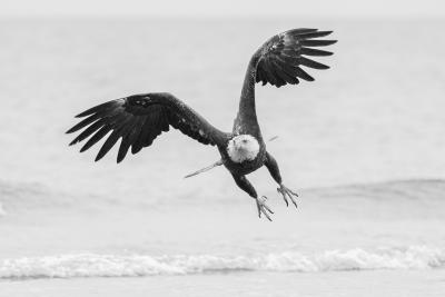 Eric Kanigan Free Bird