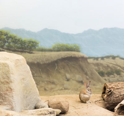 Eric Pillot Rabbit and Desert 2015