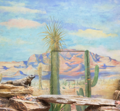 Eric Pillot Reptile and Cactus 2015