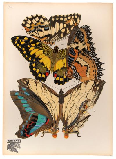 Eugene Alain Seguy Papillons