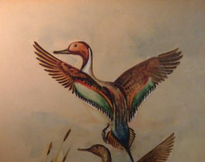 Eugene LaForet Northern Pintails Rising by Eugene LaForet Watercolor New York City 1945